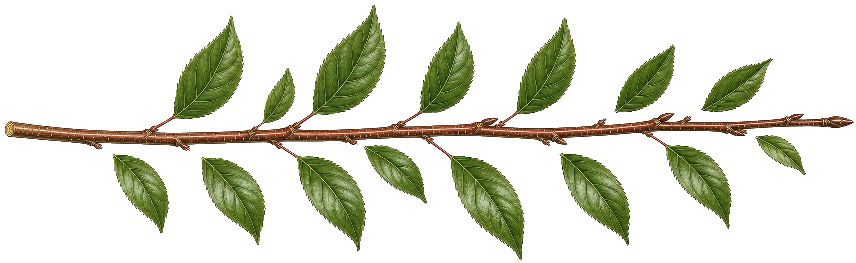 blackcherry