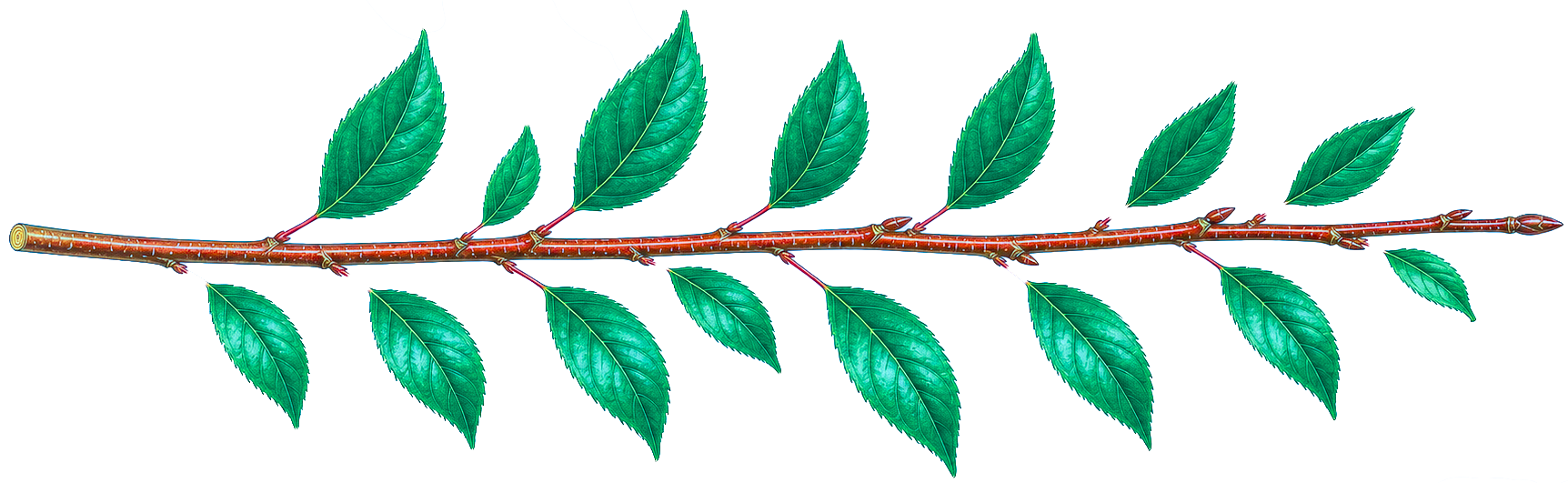 Twig